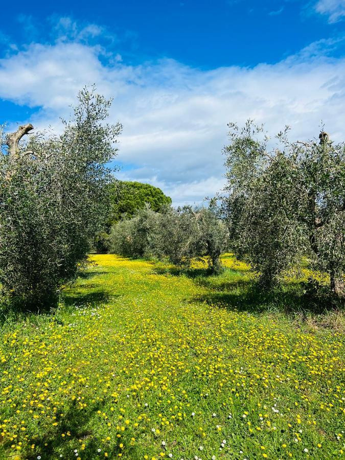 B&B Valle D'Oro Ansedónia Zewnętrze zdjęcie
